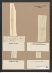 Navicula sp. (de-Toni-Nr.: Genus 1) Zeichnungen Sammlung Grunow Nr. 1653 (NHMW-BOT-W0368213)